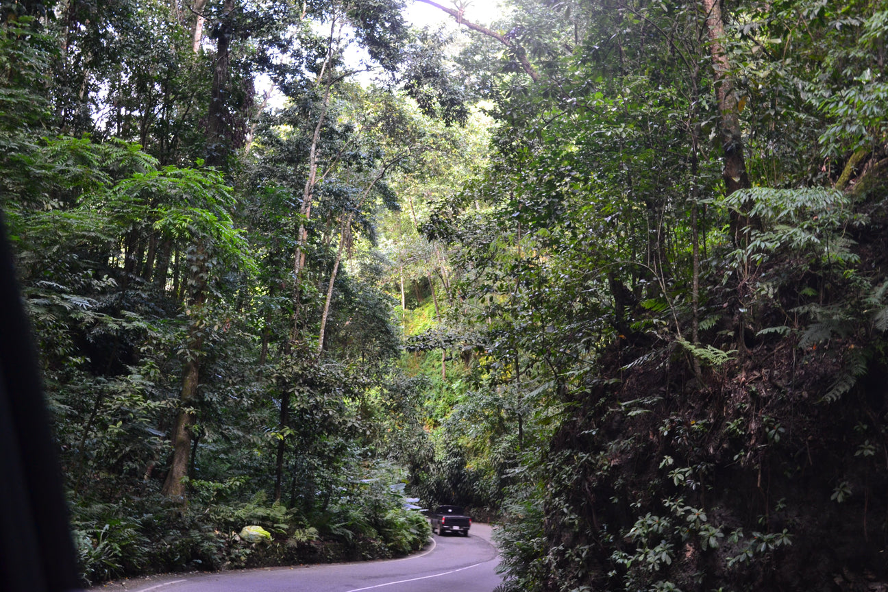 A Jamaican road leading to a coffee farm in the Jamaica Blue Mountains