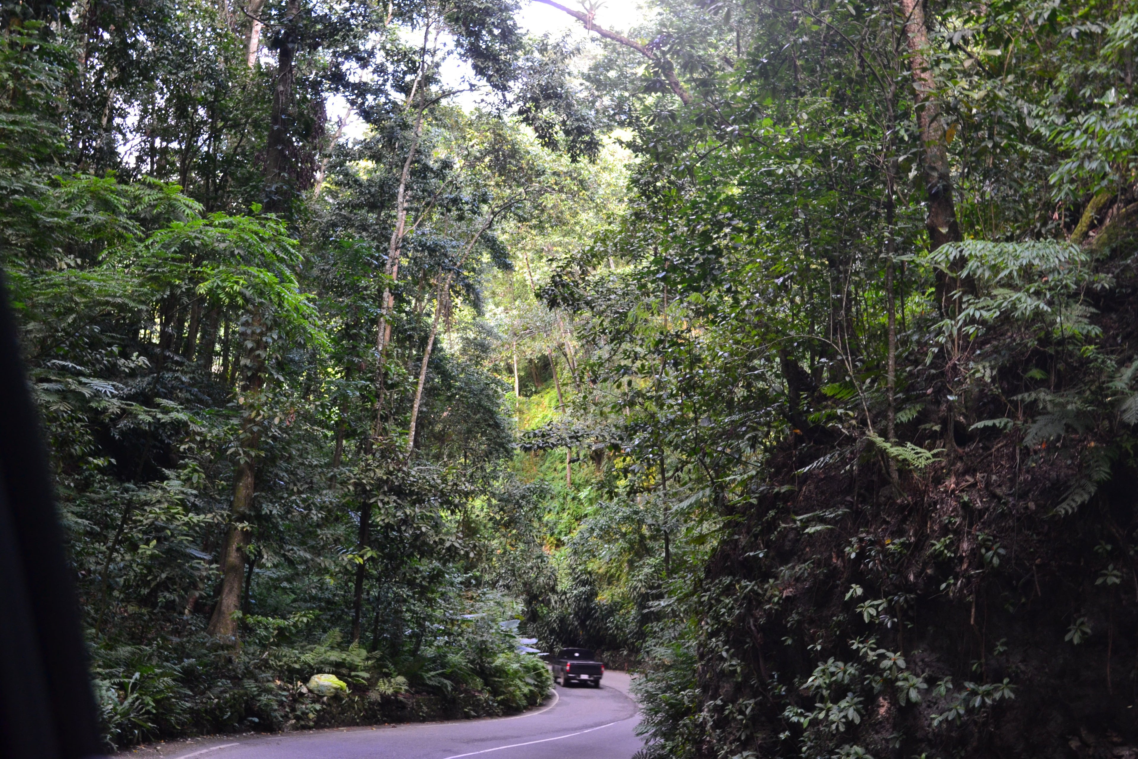 A Jamaican road leading to a coffee farm in the Jamaica Blue Mountains
