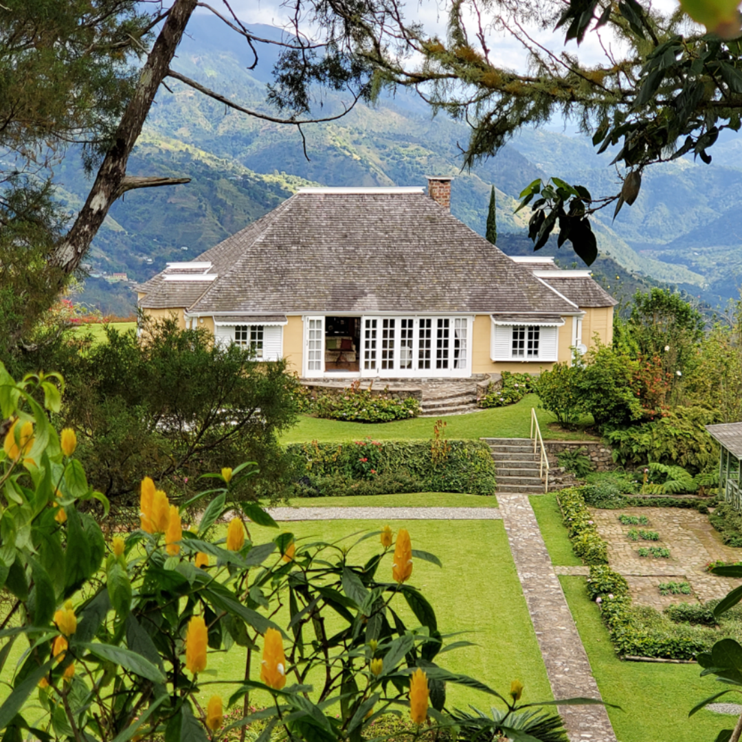 A photo of a Jamaica coffee farm in the Jamaica Blue Mountains