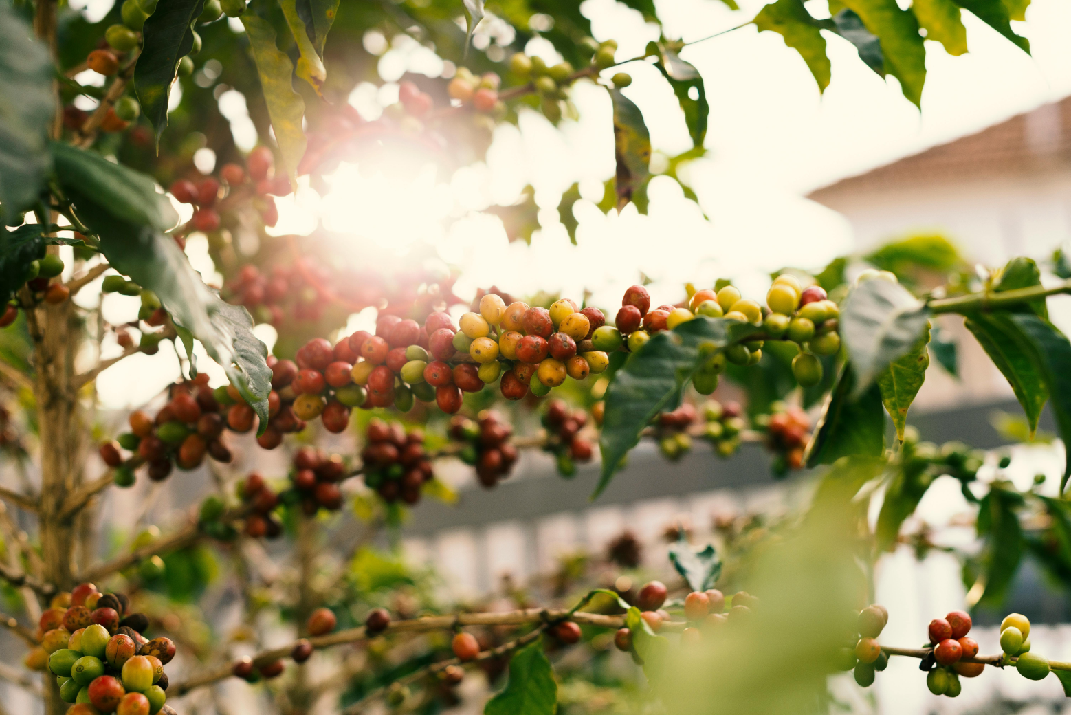 Jamaica coffee berries on a tree in Jamaica with the sun filtering through