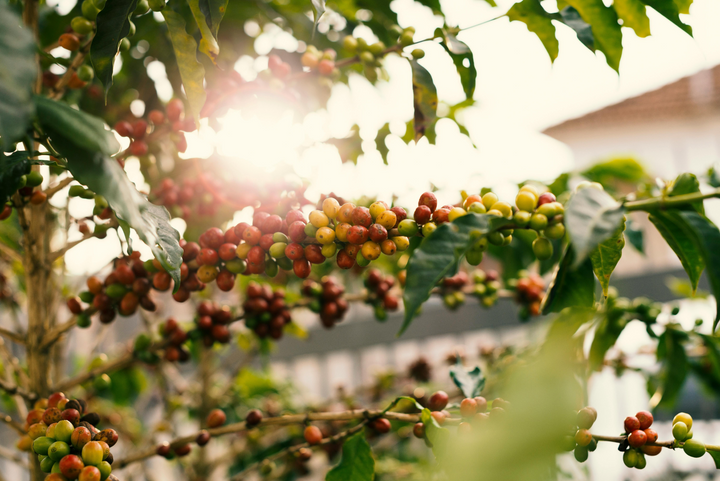 Jamaica coffee berries on a tree in Jamaica with the sun filtering through