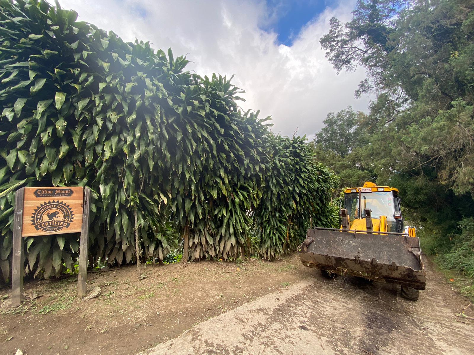 At Clifton Mount estate with Xaymaca Coffee Traders. An image of a digger next to the Clifton Mount Estate sign