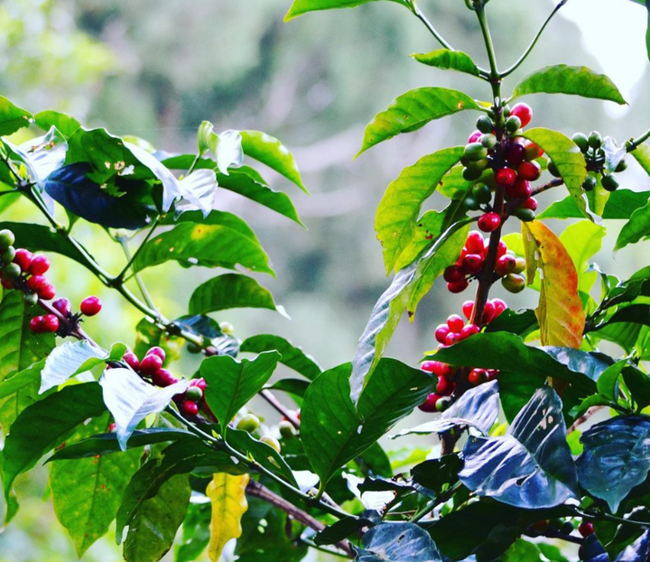 Photo of coffee berries on the tree in the Jamaica blue mountains