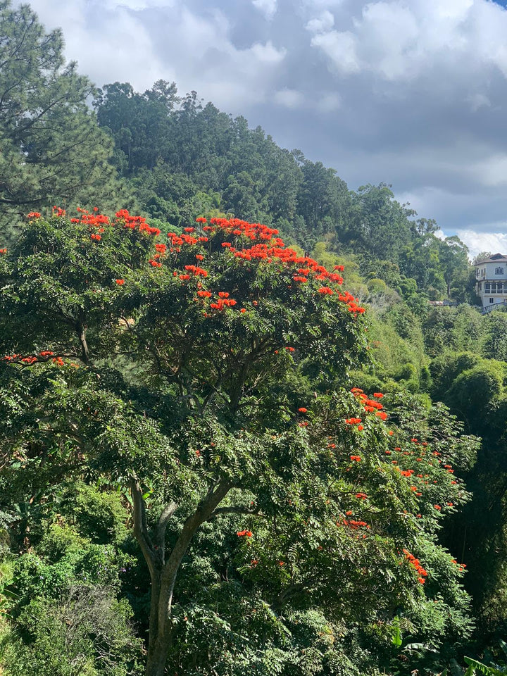 Photo of a Jamaican coffee estate showing flowering trees, other trees, and stormy skies