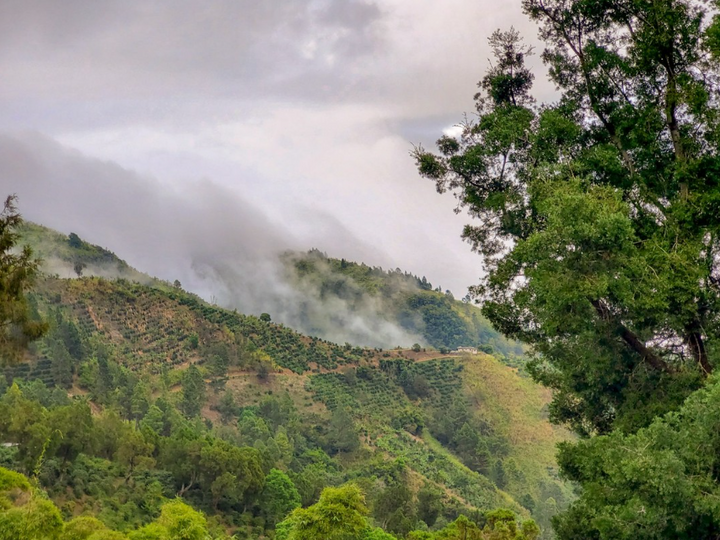Photo of the Jamaica blue mountains on a misty day