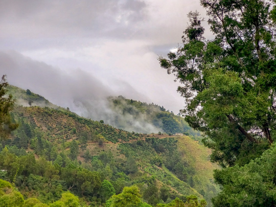 Photo of the Jamaica blue mountains on a misty day