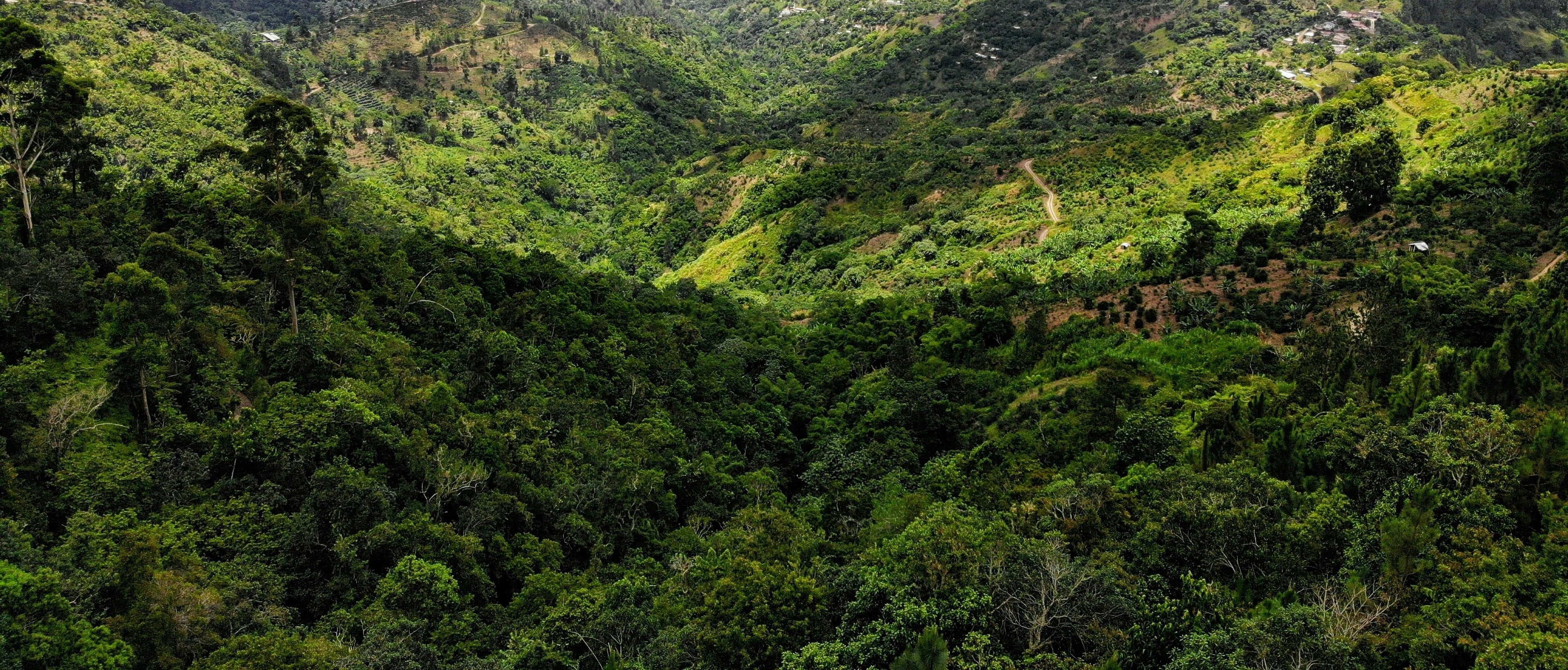 Photo of the Jamaica blue mountains, home of Jamaican coffee