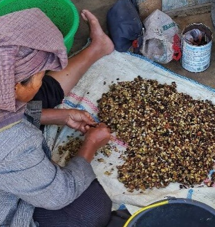 A woman sorts through coffee beans at a sustainable coffee farm