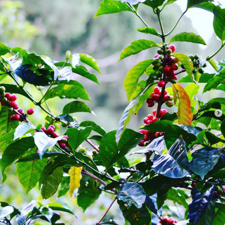 Coffee plants in the Jamaica blue mountains