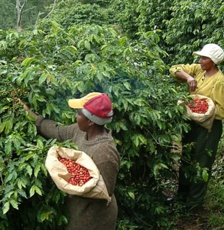 Workers harvesting coffee berries in a sustainable coffee production plant.