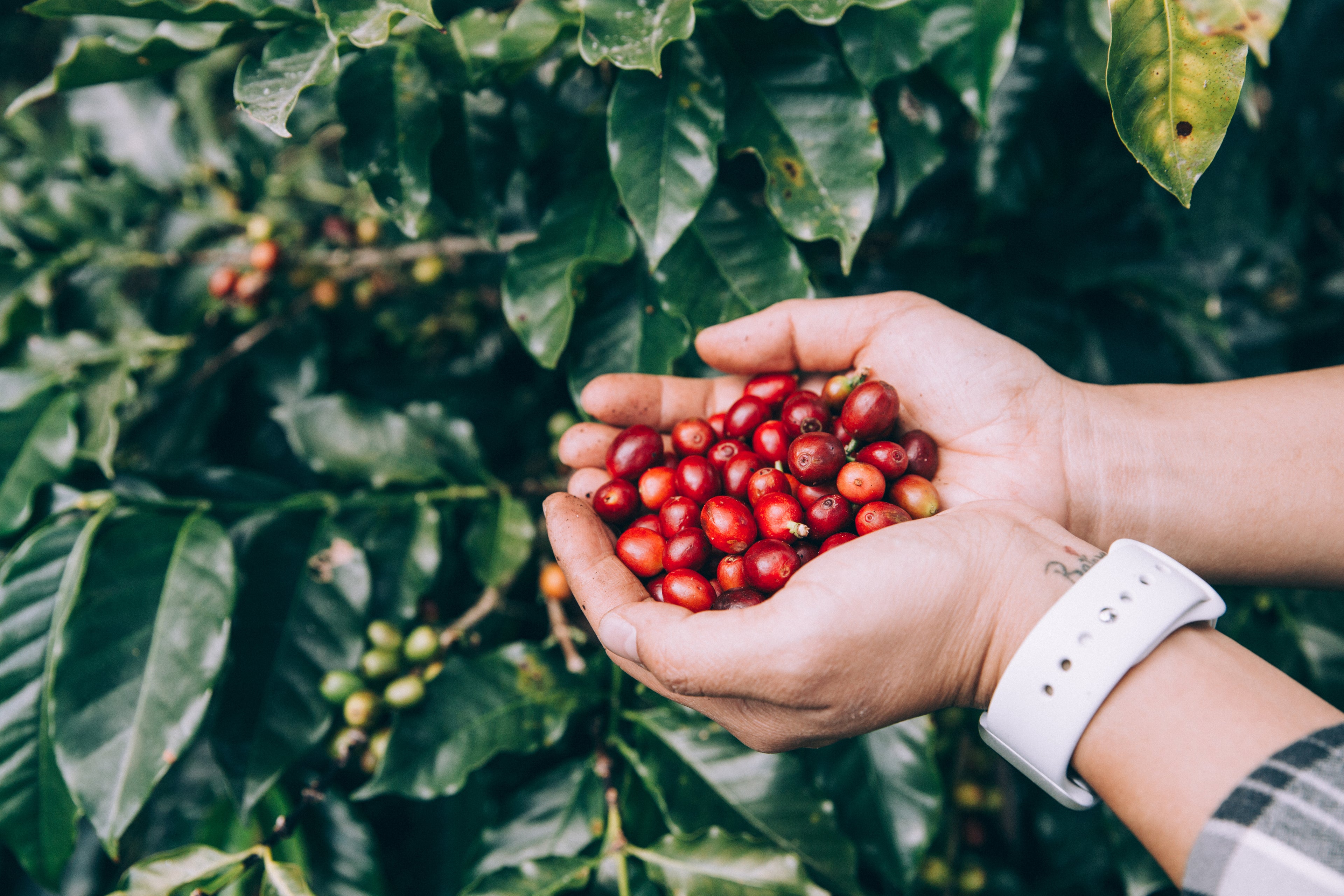 Freshly picked Xaymaca Jaimacan coffee beans